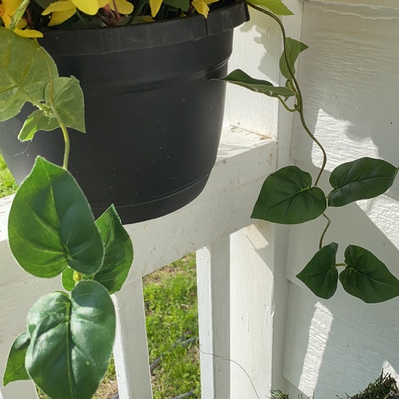 Sunflower Kisses Hanging Basket! - Picture 5 of 5